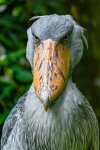 shoebill-stork-2.jpg