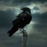 .The Raven.